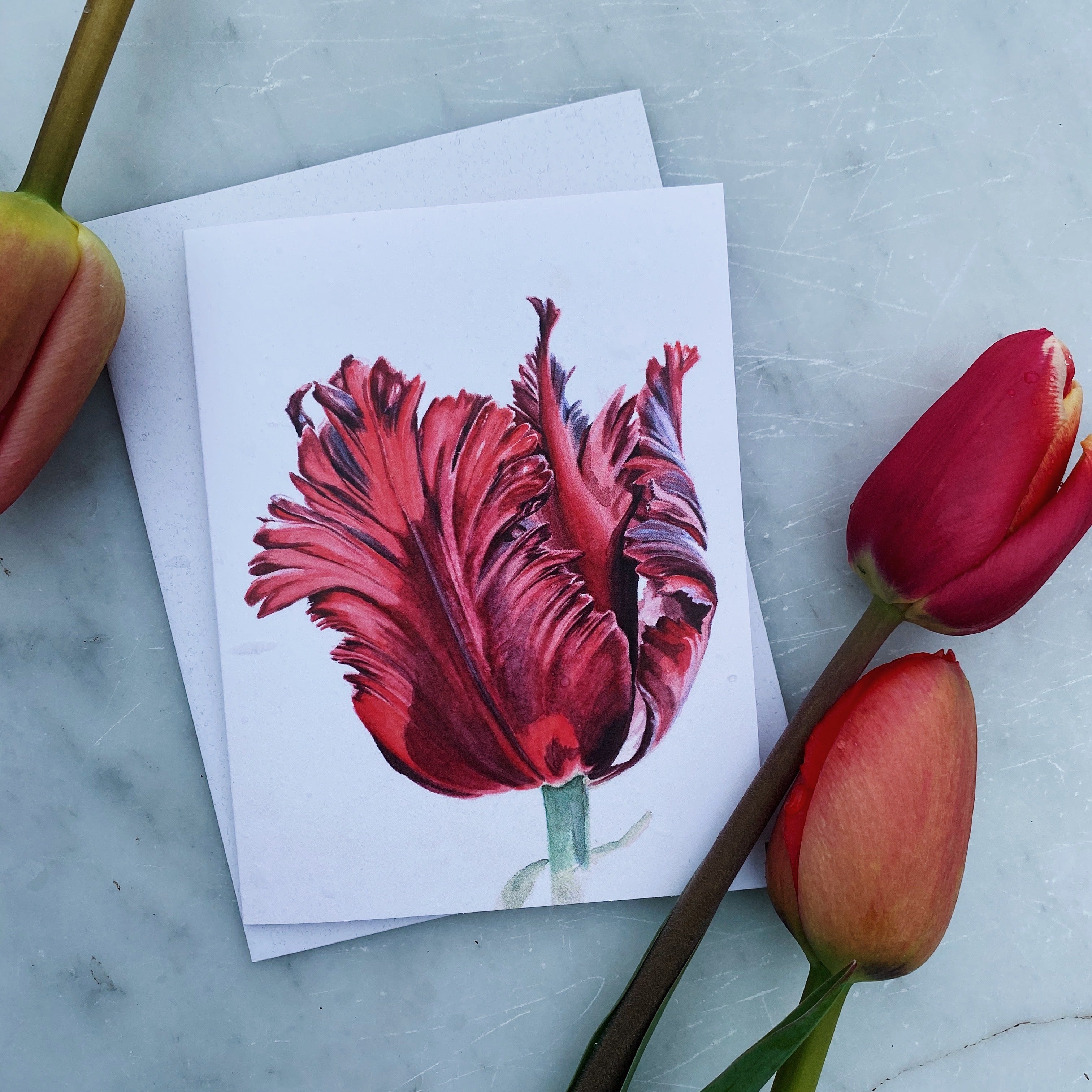 Parrot tulip - Set of 5 Prints