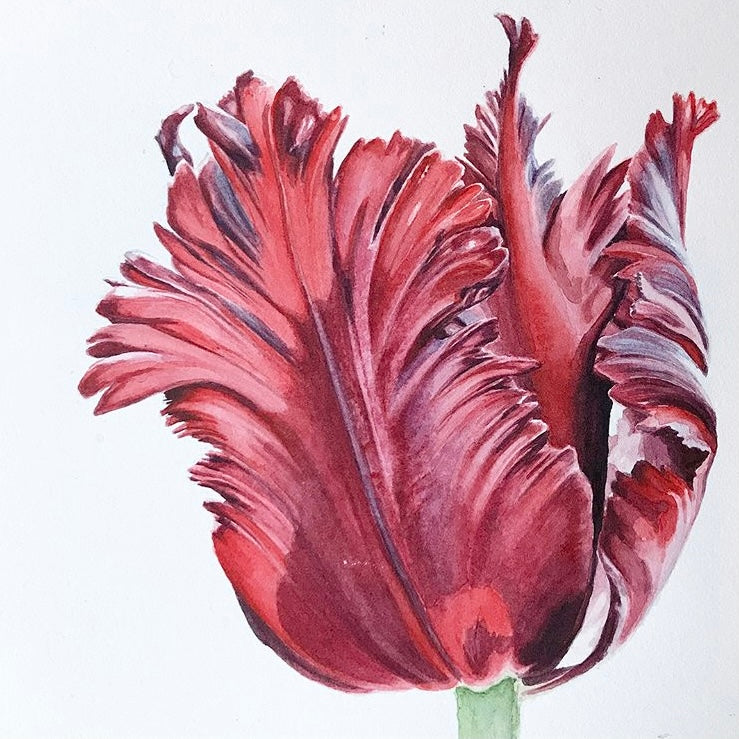 Parrot tulip - Set of 5 Prints