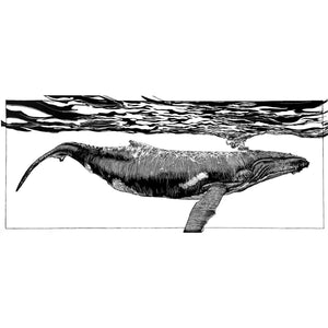 Humpback whale digital print