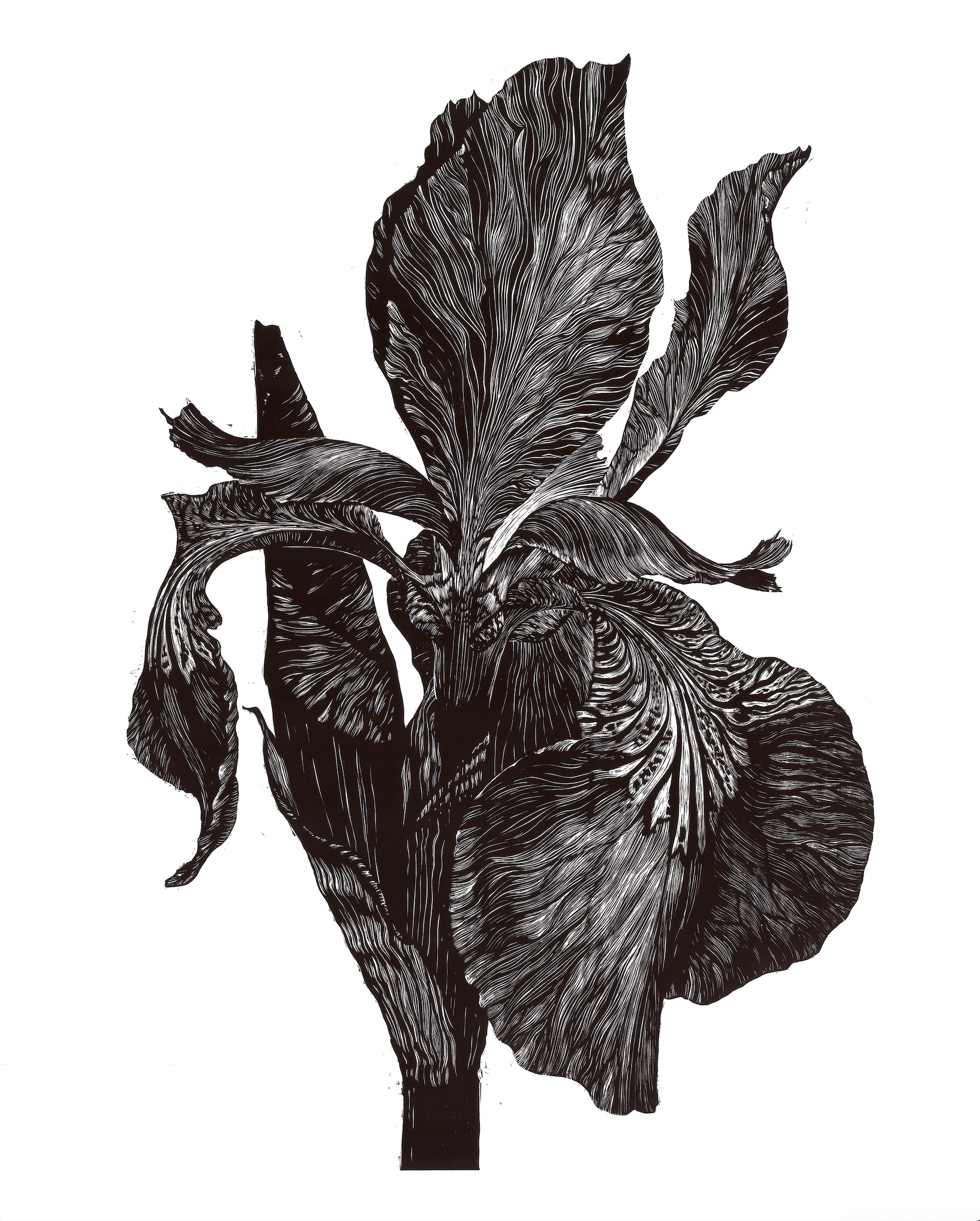 the Original Iris Sibirica block print