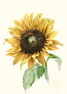 Sunflower note cards - Set of 5 Prints